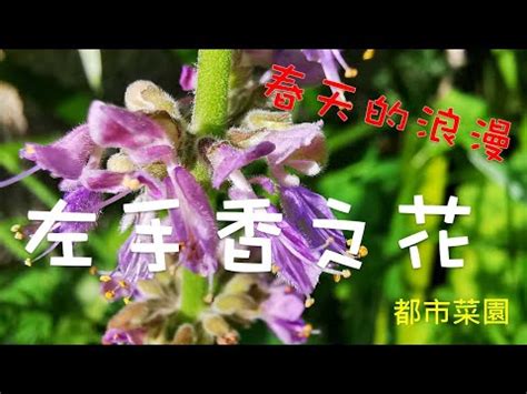 左手香 風水|左手香開花風水：點解會招財進寶？